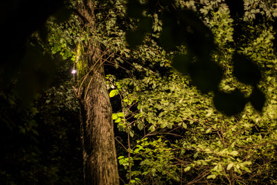 Keep Your Distance: What is the proper distance to install landscape lighting fixtures?